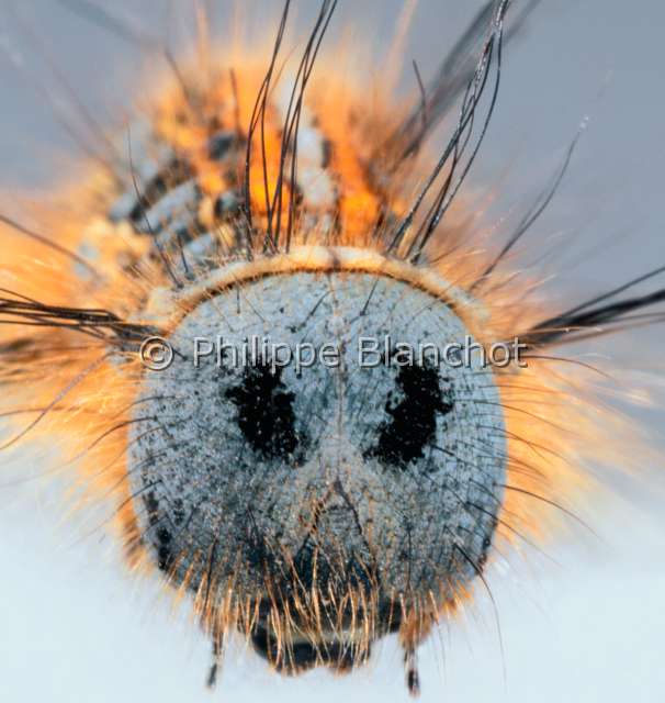 Malacosoma neustri ch.JPG - in "Portraits d'insectes" ed. SeuilMalacosoma neustriaBombyx livree (chenille)LackeyLepidopteraLasiocampidaeFrance